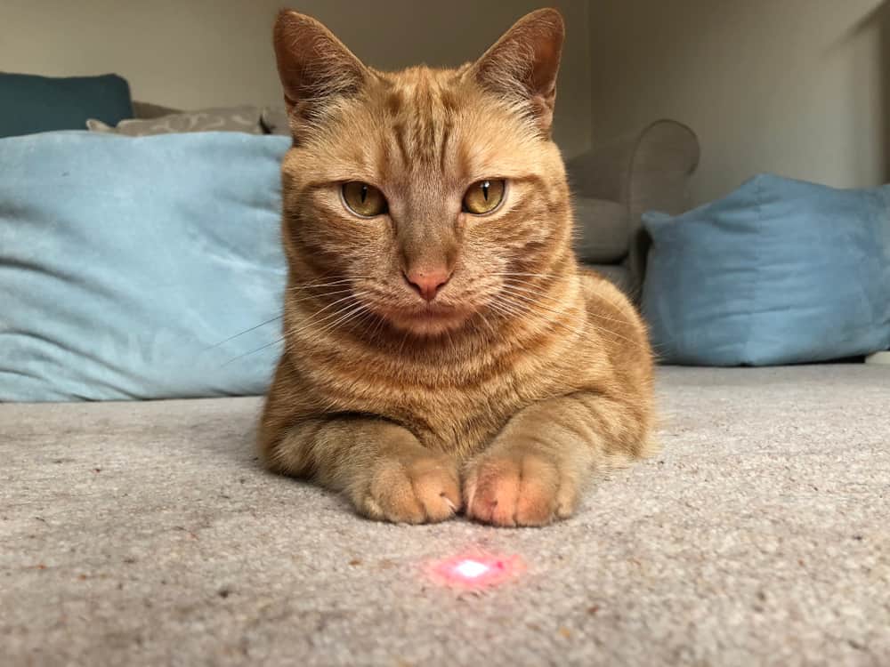 cat with laser pointer in front of it