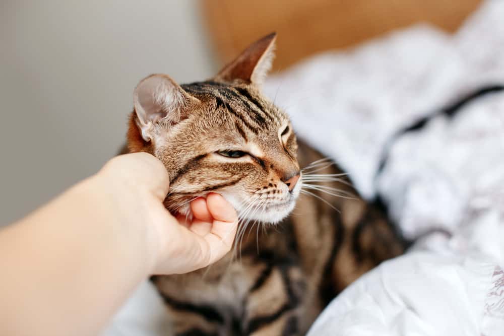 hand petting cat’s face