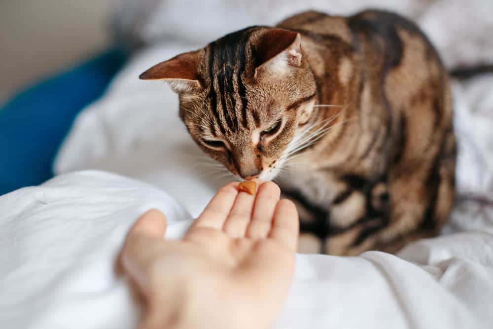 hand offering cat treat