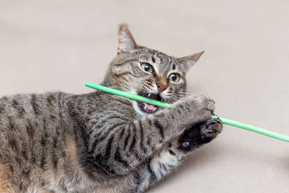 cat with green stick