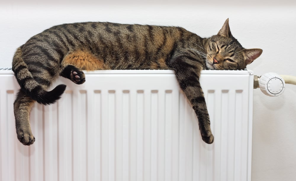 cat laying on radiator