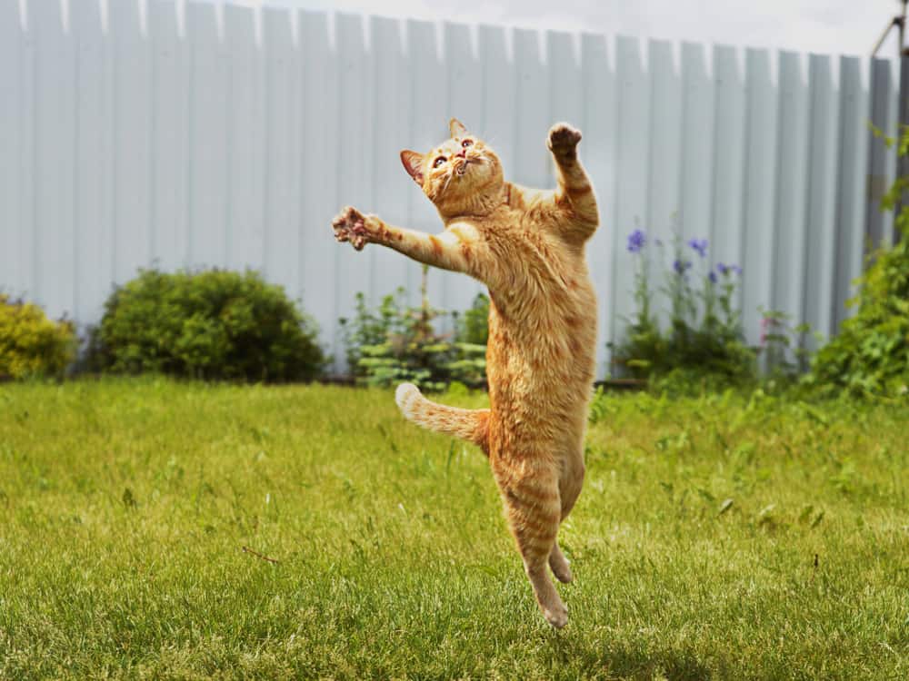 cat jumping on grass