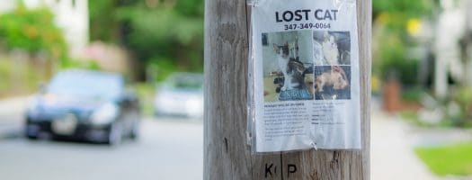 Finding Your Lost Cat – A Step by Step Guide