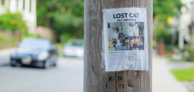 Finding Your Lost Cat – A Step by Step Guide