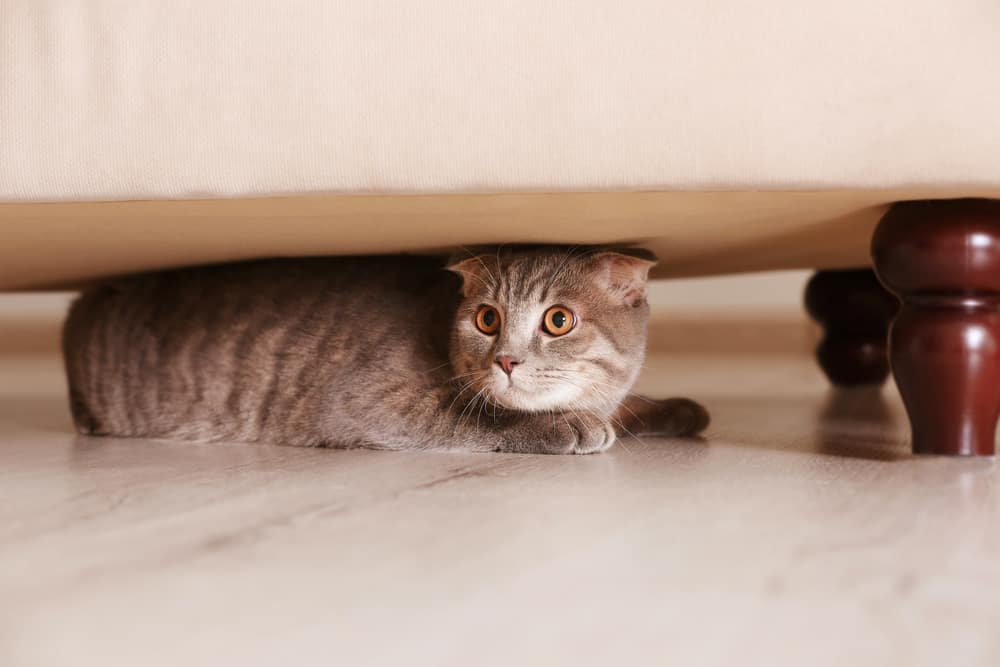 Cat hiding under furniture