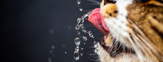 How Long Can Cats Go Without Water?