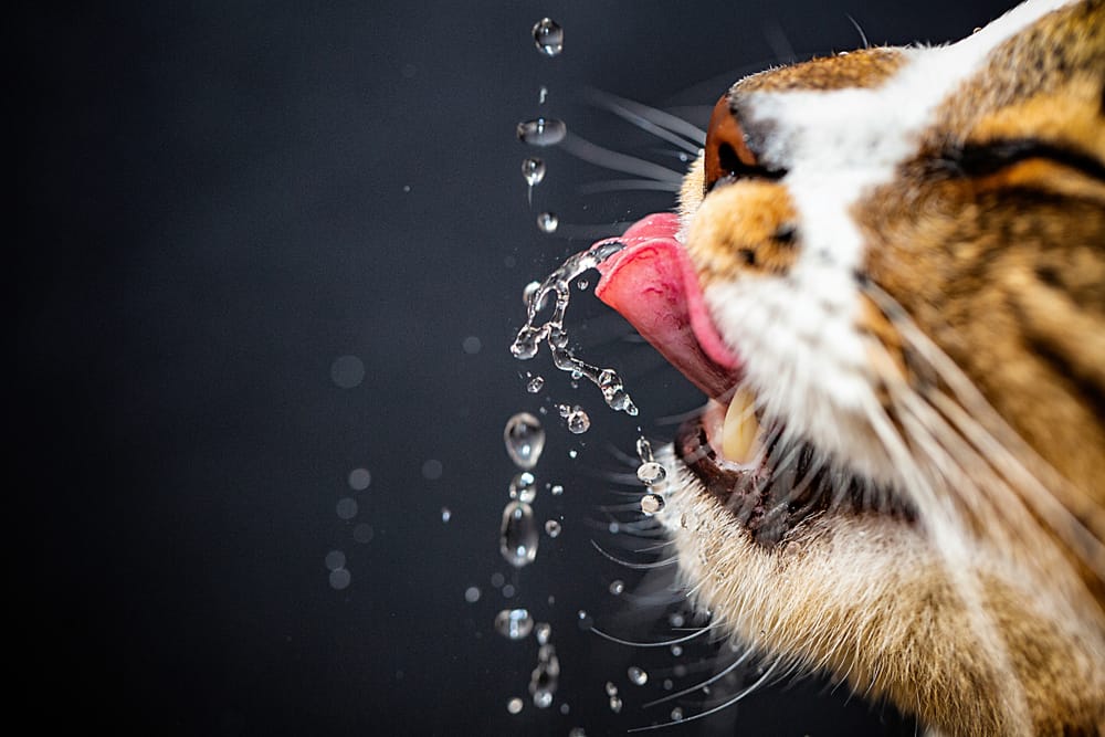 How Long Can Cats Go Without Water? PetMag