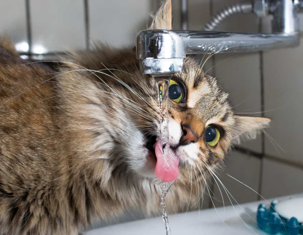 cat drinks water from running tap