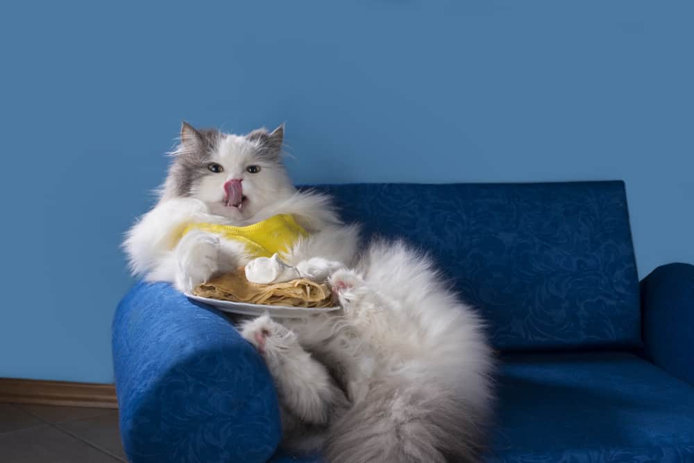Fluffy cat lying on sofa eating pancakes