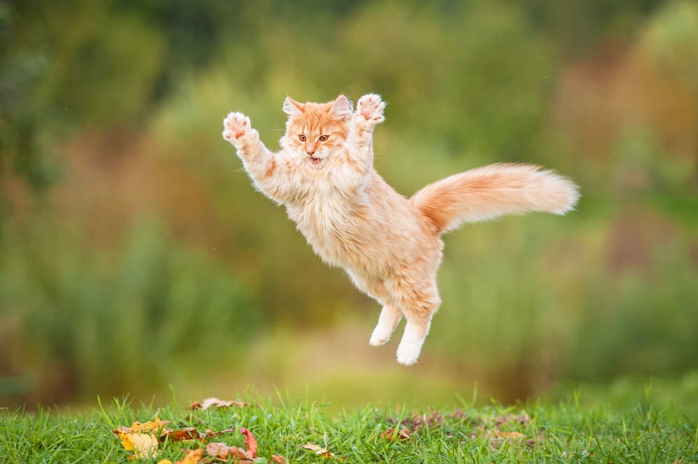 Fluffy ginger cat jumping on grass in autumn
