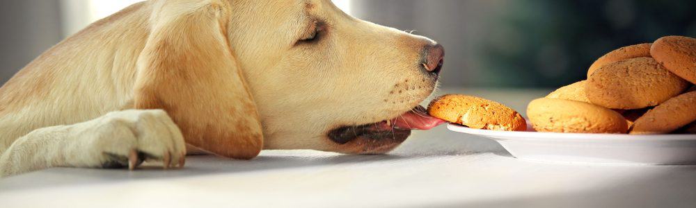 How to Stop a Dog from Counter Surfing - PetMag