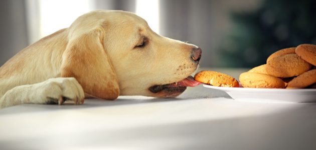 How to Stop a Dog from Counter Surfing