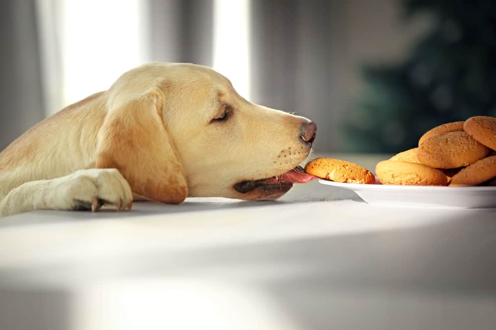 How to Stop a Dog from Counter Surfing - PetMag