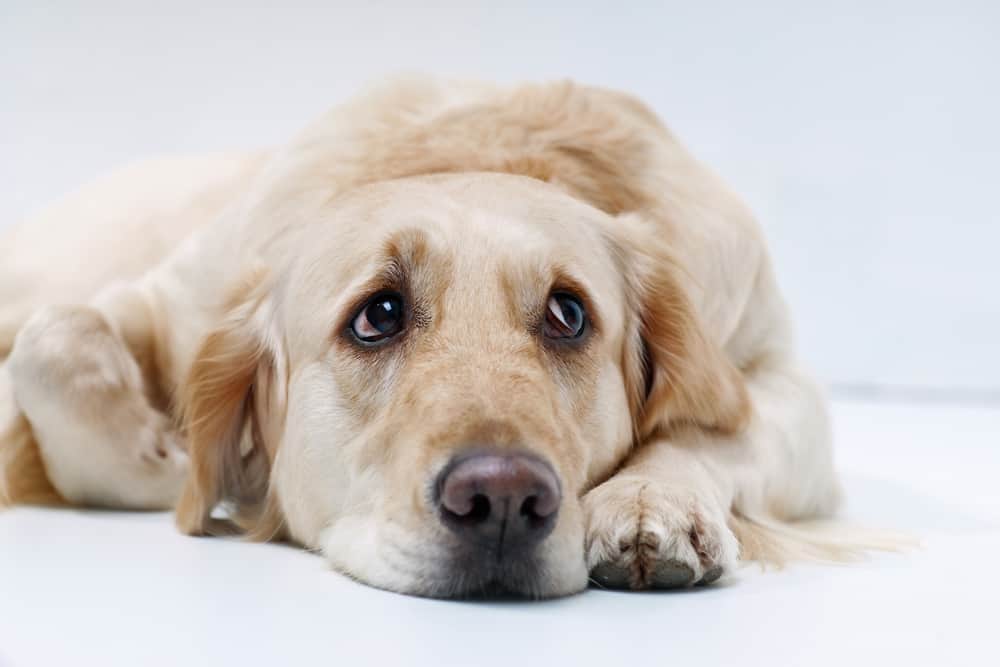 Close-up of Golden Retriever lying down looking up