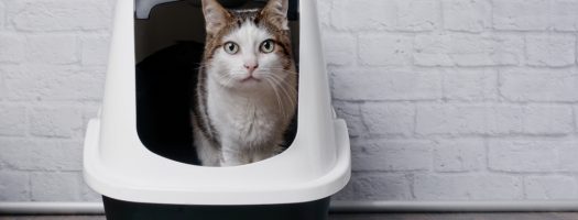 How to Tell if Your Cat Has a UTI