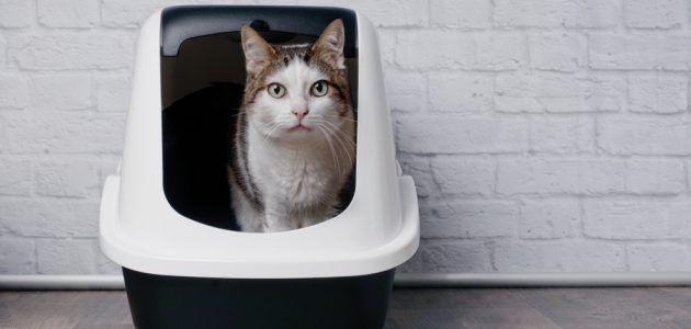 How to Tell if Your Cat Has a UTI - PetMag