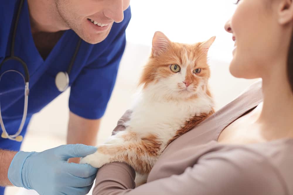 woman showing cat to veterinarian