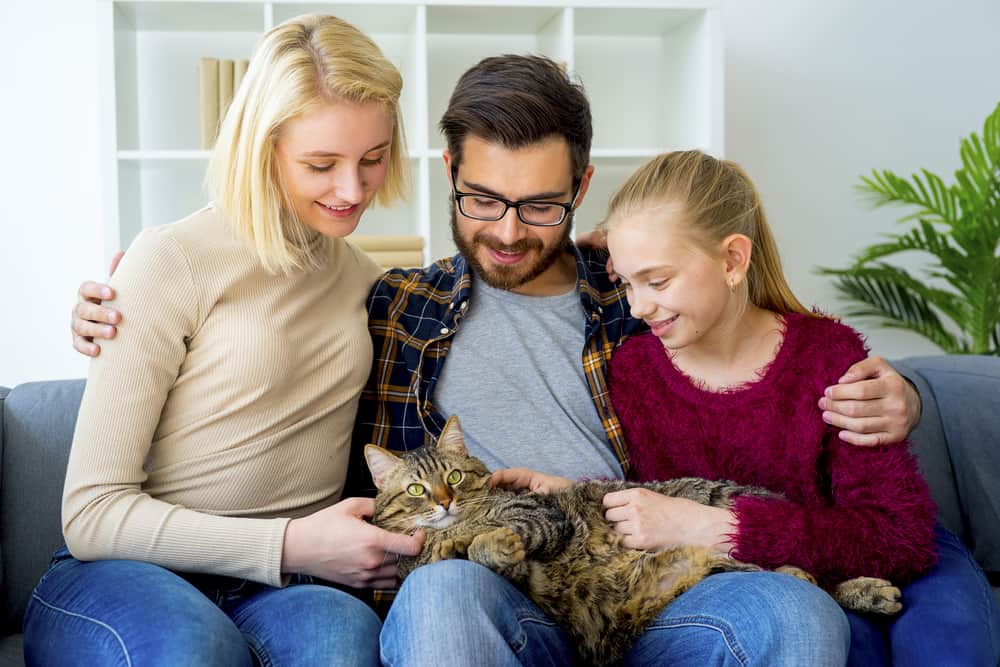  happy cat being pet by family