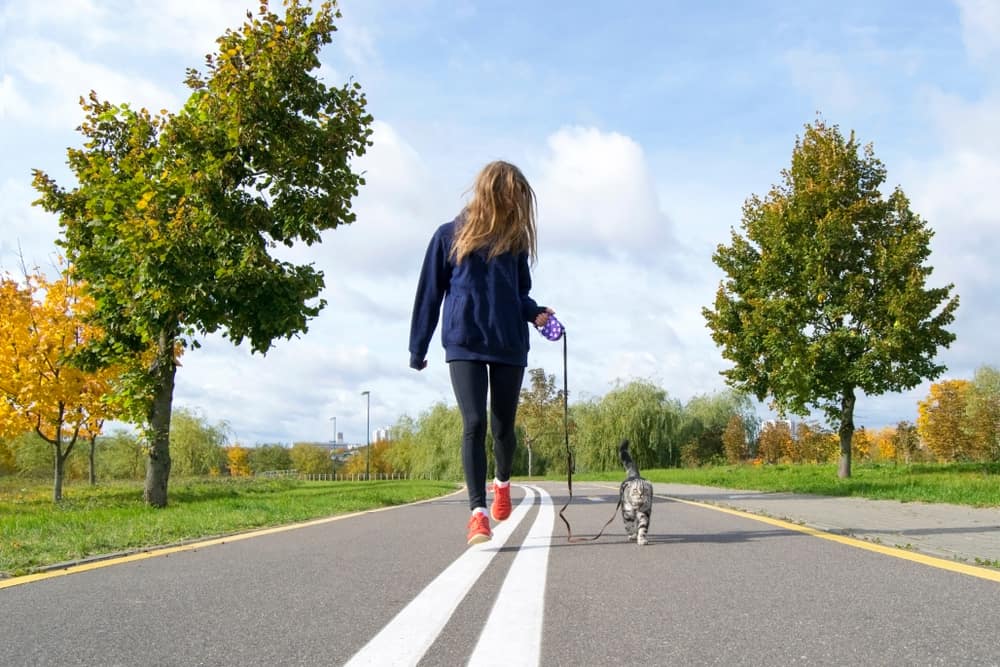 How to Train Your Cat to Walk on a Leash PetMag