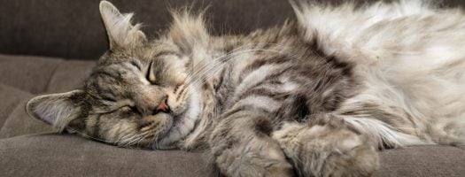 3 Ways to Care for Your Long-Haired Cat
