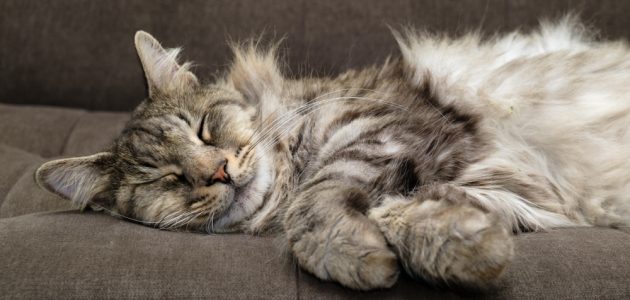 3 Ways to Care for Your Long-Haired Cat