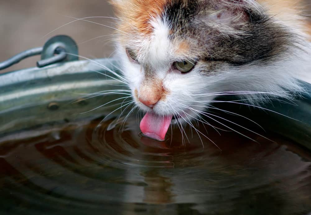 Fluffy cat drinking water from a bucket