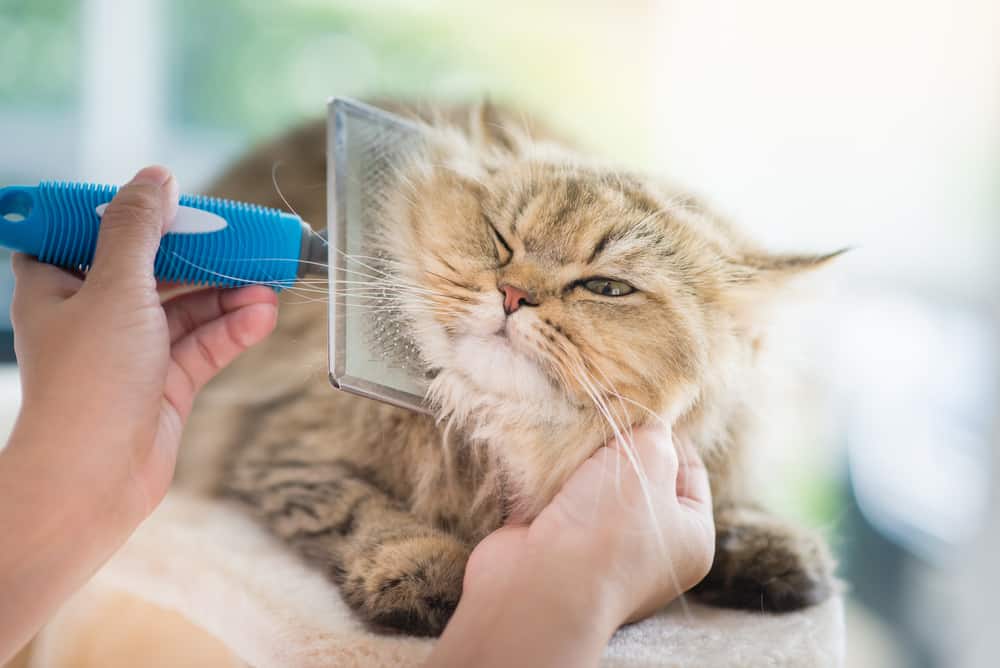 long-haired cat being bushed behind the ears