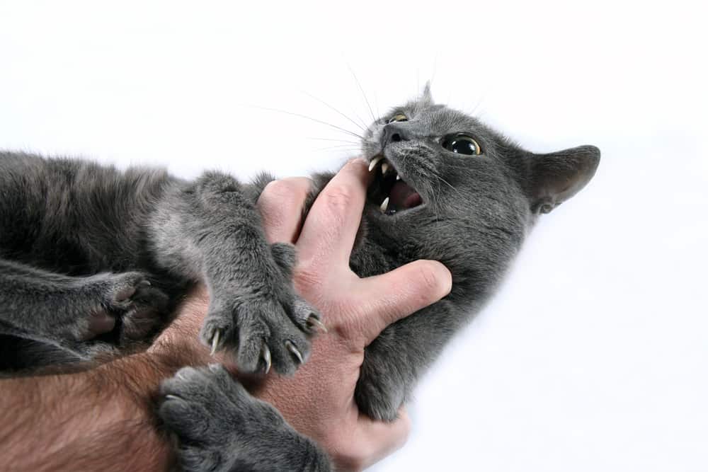 grey cat attacking a hand by its belly
