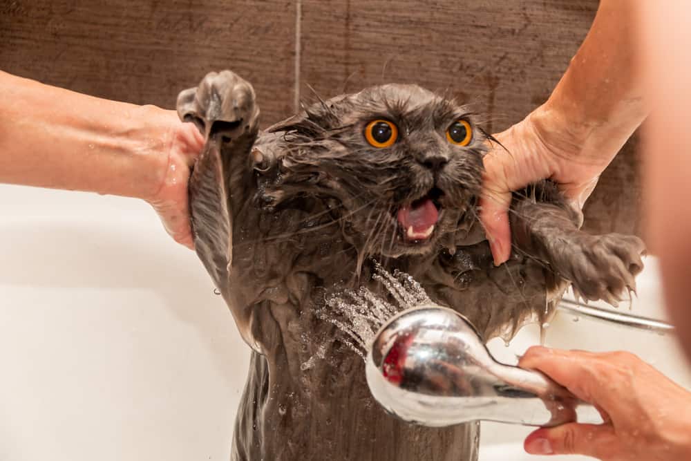 Stressed cat in the bath