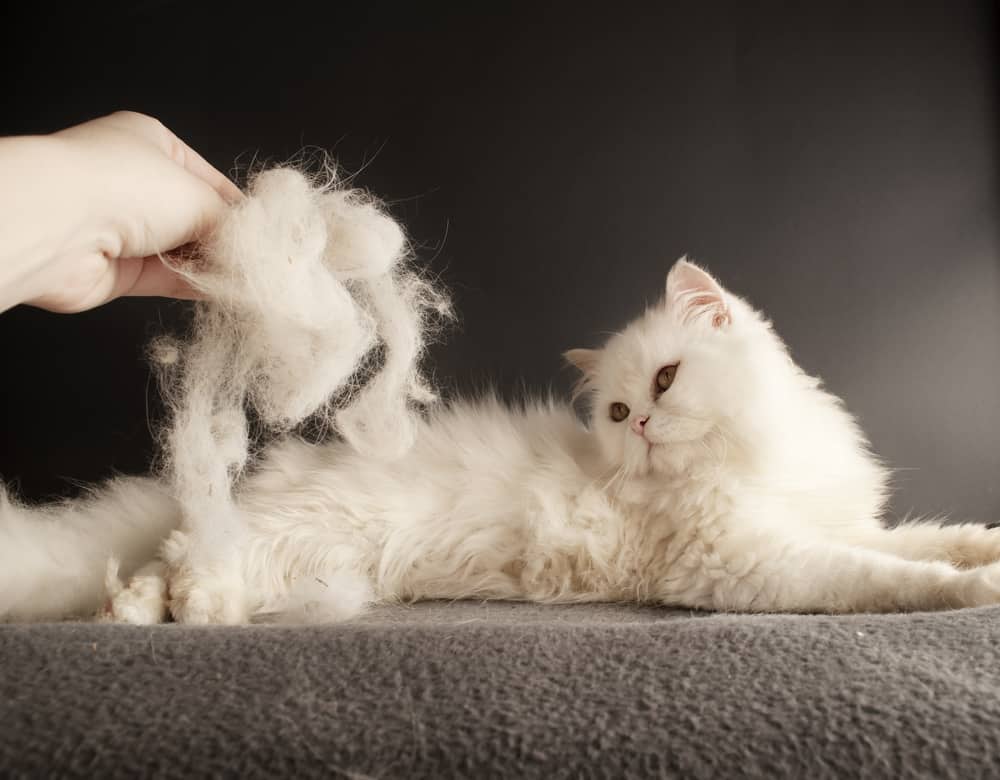 Woman showing shedded fur to her cat