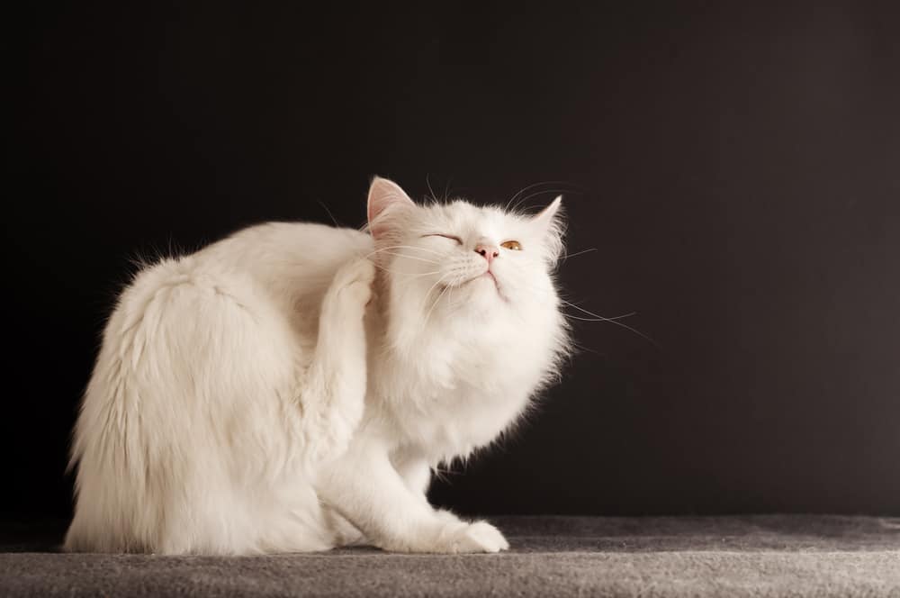 A long-haired cat scratching fleas