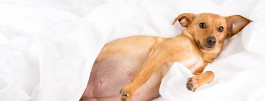Is Your Dog Pregnant? 9 Signs of Pregnancy in Dogs