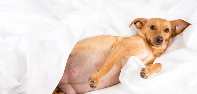 Is Your Dog Pregnant? 9 Signs of Pregnancy in Dogs