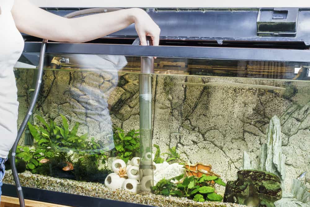woman using gravel vacuum in aquarium