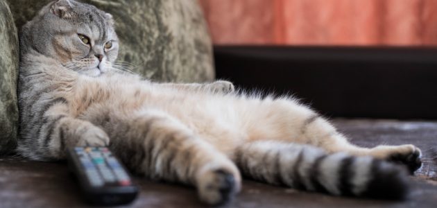The Easy but Not Fast Guide to Making Your Cat Lose Weight