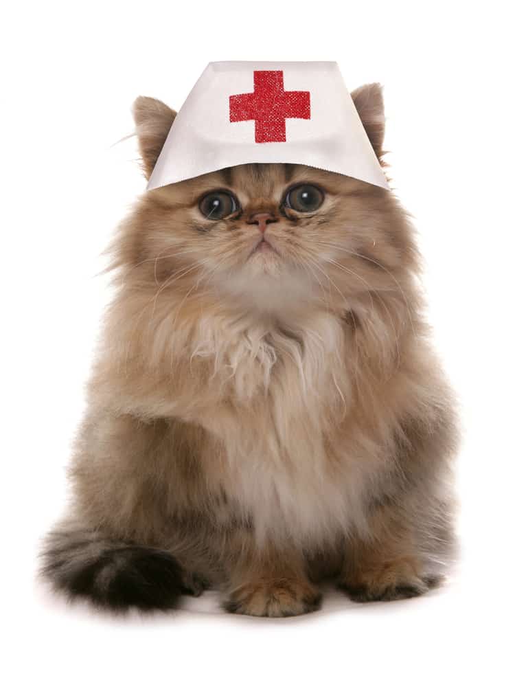 cat wearing nurse hat