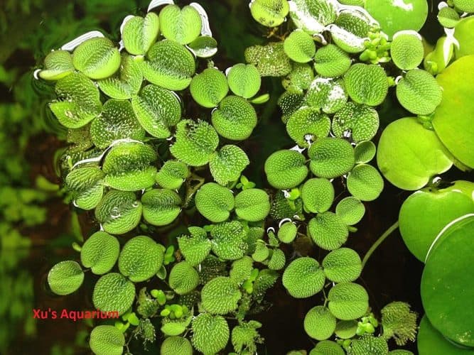 The 10 Best Floating Aquarium Plants to Buy in 2022 PetMag