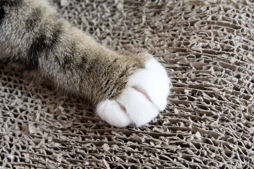 cat paws on cardboard scratching box