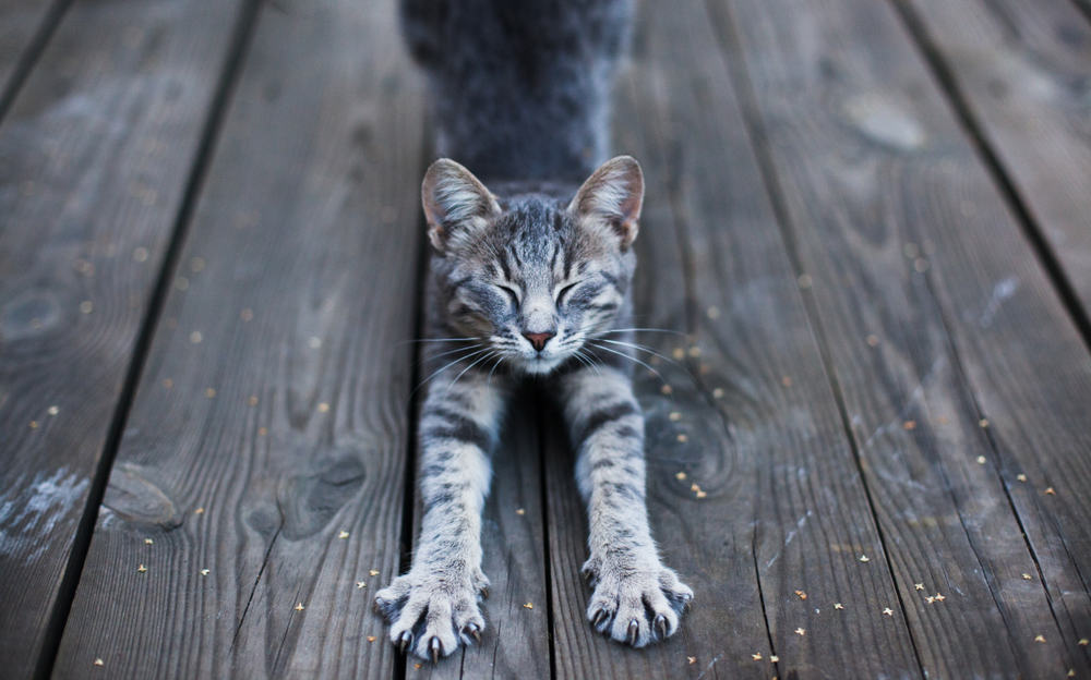 cat stretching on the floor