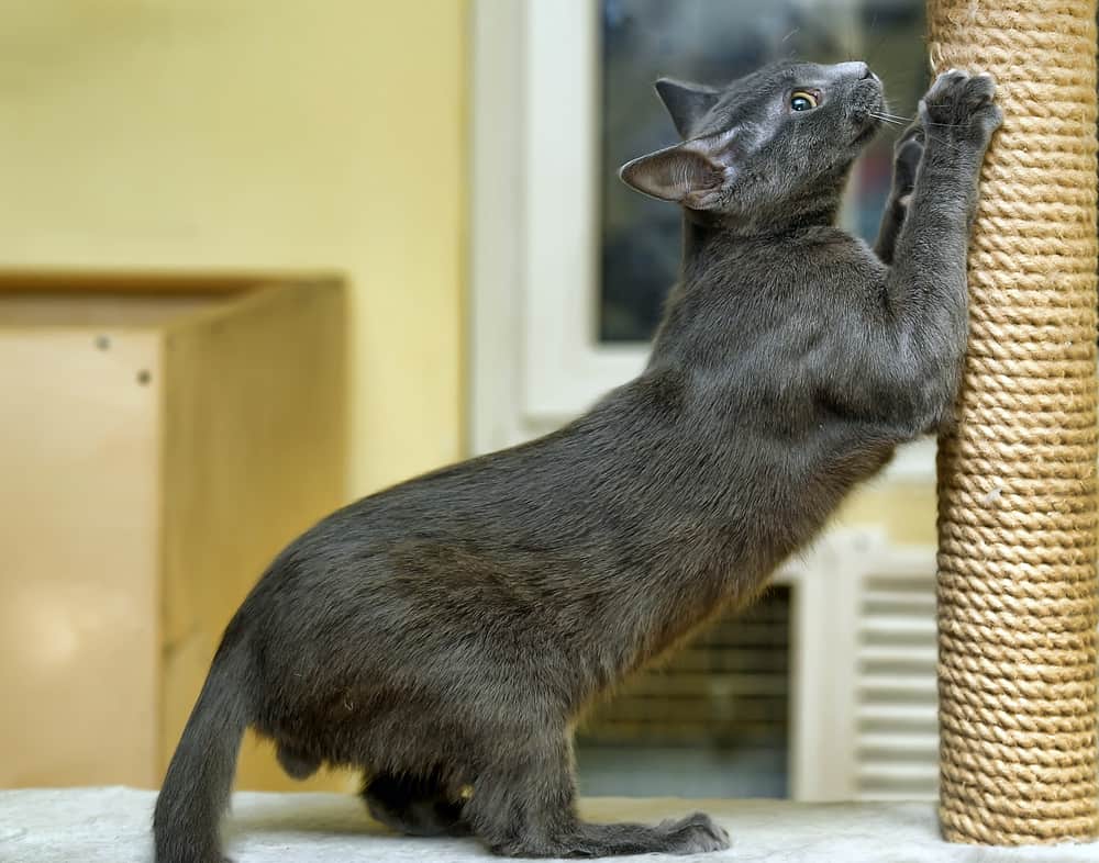 stretching on a vertical scratch post