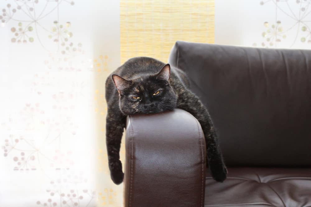 black cat lying on sofa arm
