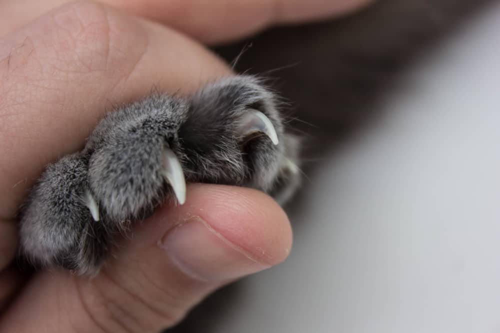 human hand gently squeezing a cat’s paw