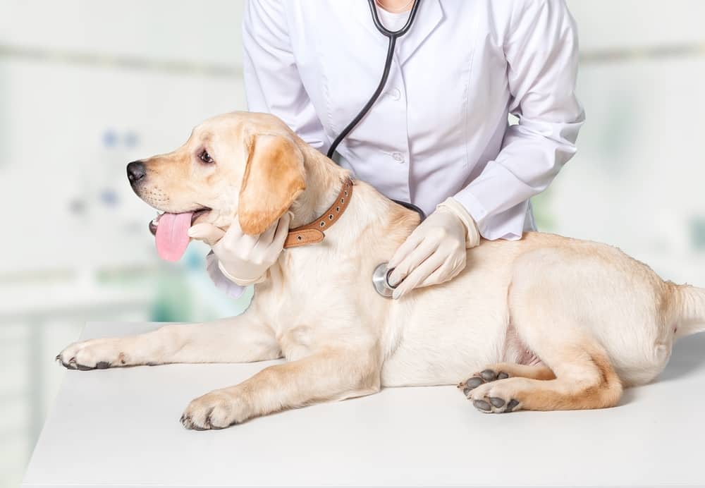 veterinarian checks labrador with a stethoscope