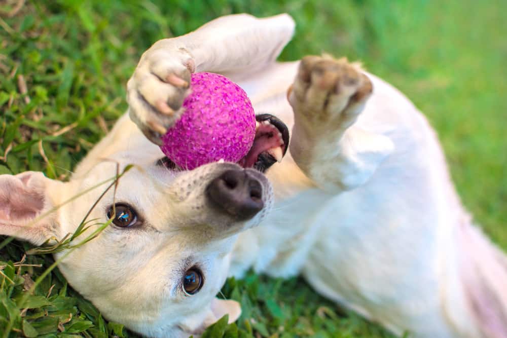 yellow dog lies belly-up with a purple ball in its mouth