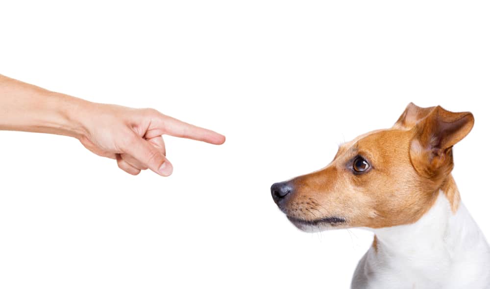 human hand points at terrier dog’s nose in punishment