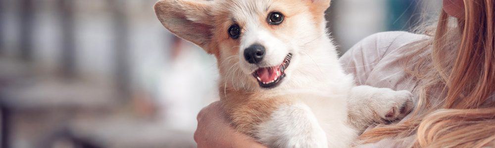 10-best-dog-breeds-for-emotional-support-petmag