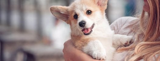 10 Best Dog Breeds for Emotional Support