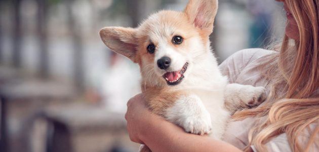 10 Best Dog Breeds for Emotional Support