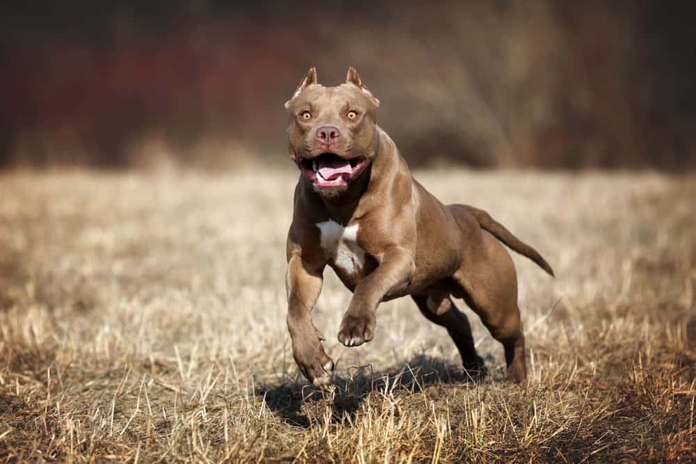 american pit bull terrier in a field