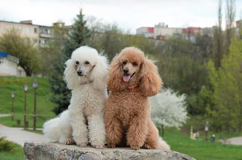 poodles sitting in a park